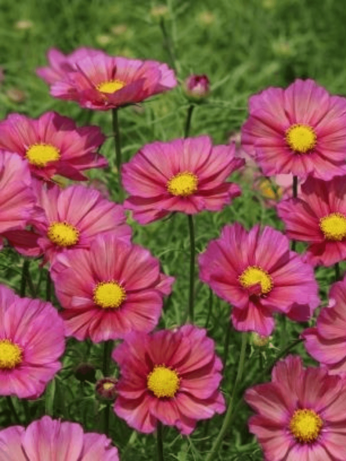 COSMOS 'Xsenia' Seed 