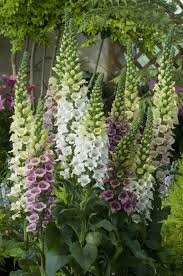 DIGITALIS 'Candy Mountain Mix' Seed 