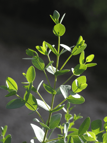 Eukalyptus 'Parvifolia'
