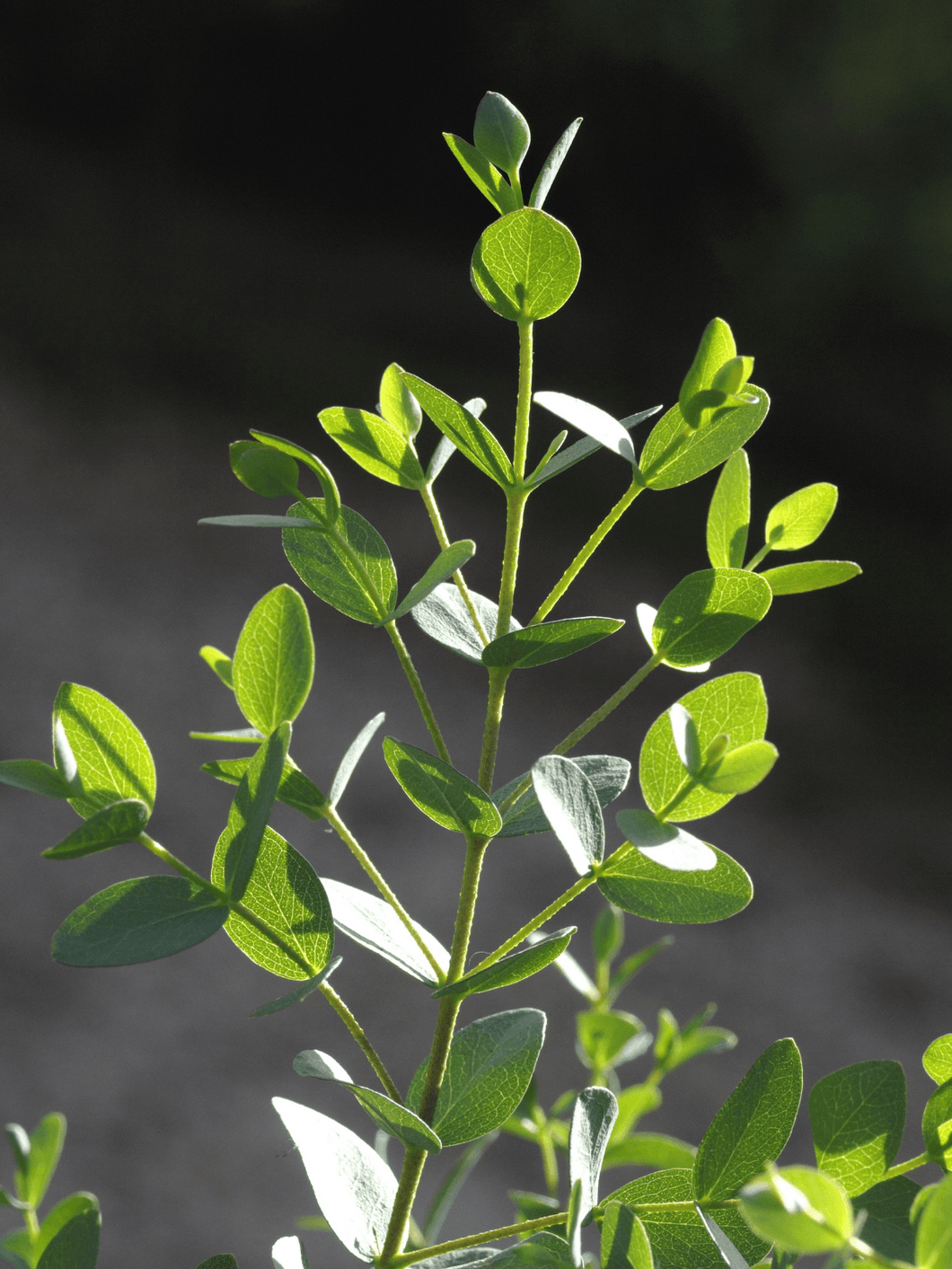 EUCALYPTUS 'Parvifolia' 