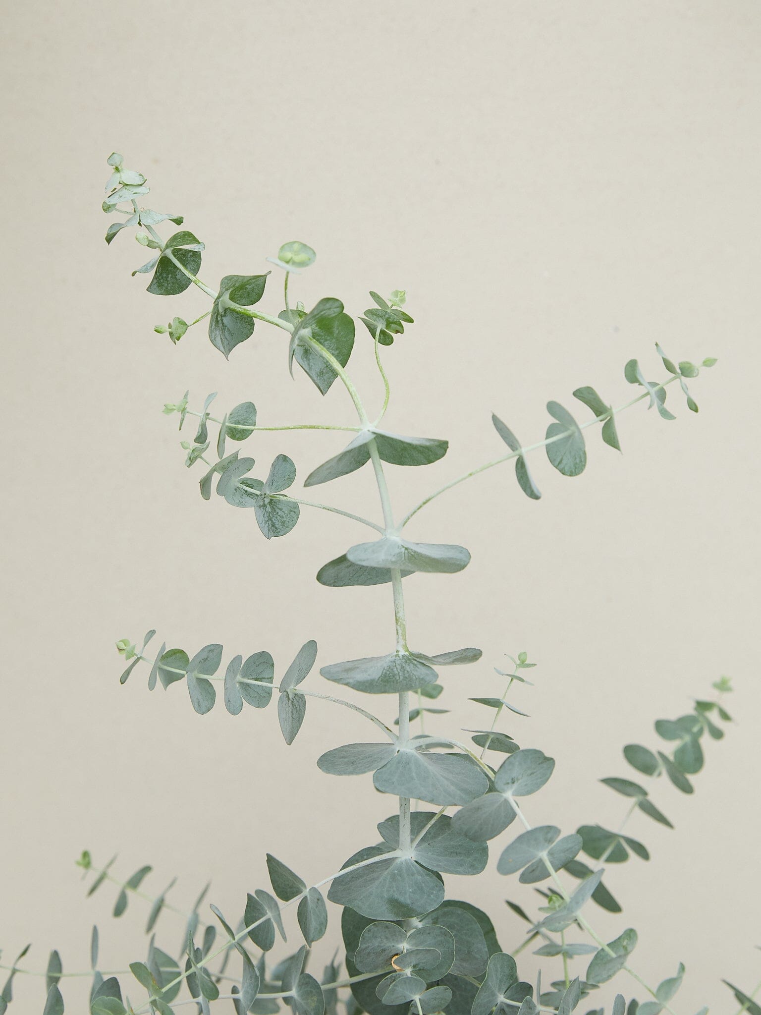 Eukalyptus 'Baby Blue Bouquet' Benary 