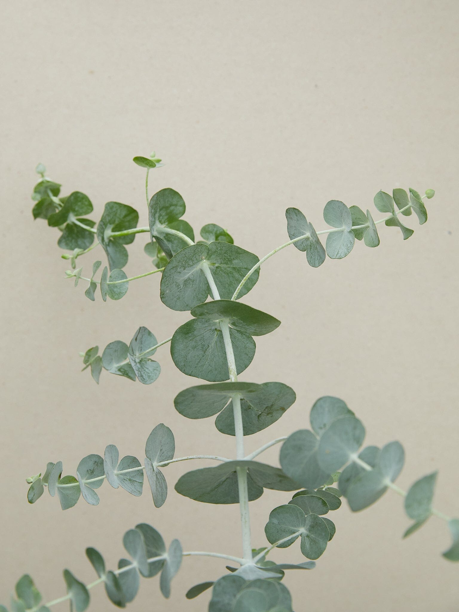 Eukalyptus 'Baby Blue Bouquet' Benary 