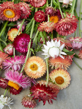 Indlæs billede til gallerivisning Evighedsblomst &#39;MIX&#39; Seed 
