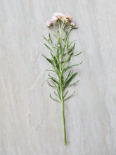 Indlæs billede til gallerivisning Evighedsblomst &#39;Silvery Rose&#39; Seed 
