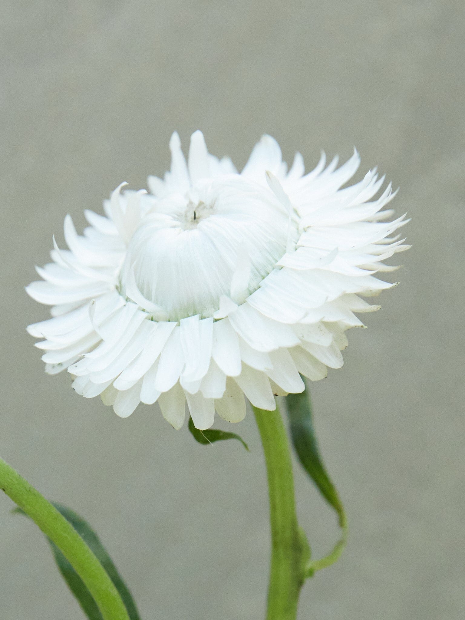Evighedsblomst 'White' Seed 