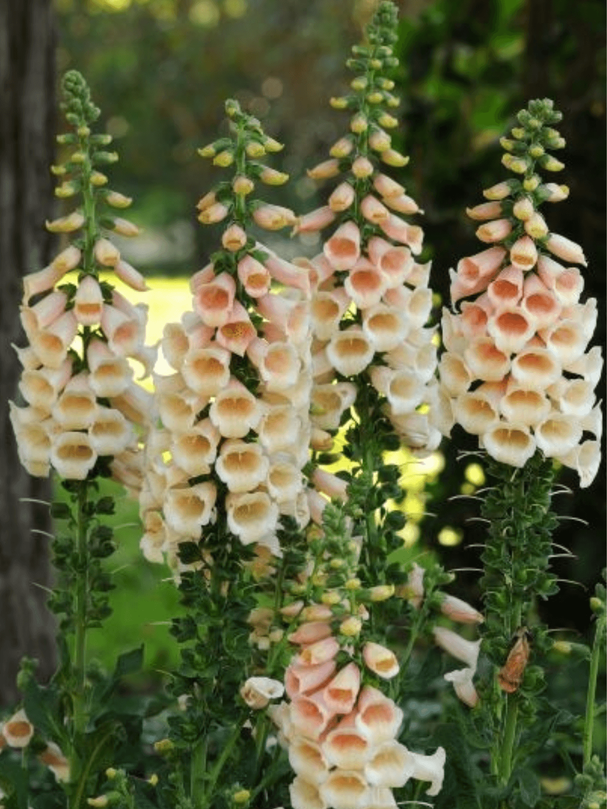Fingerbøl 'Dalmatian Peach'