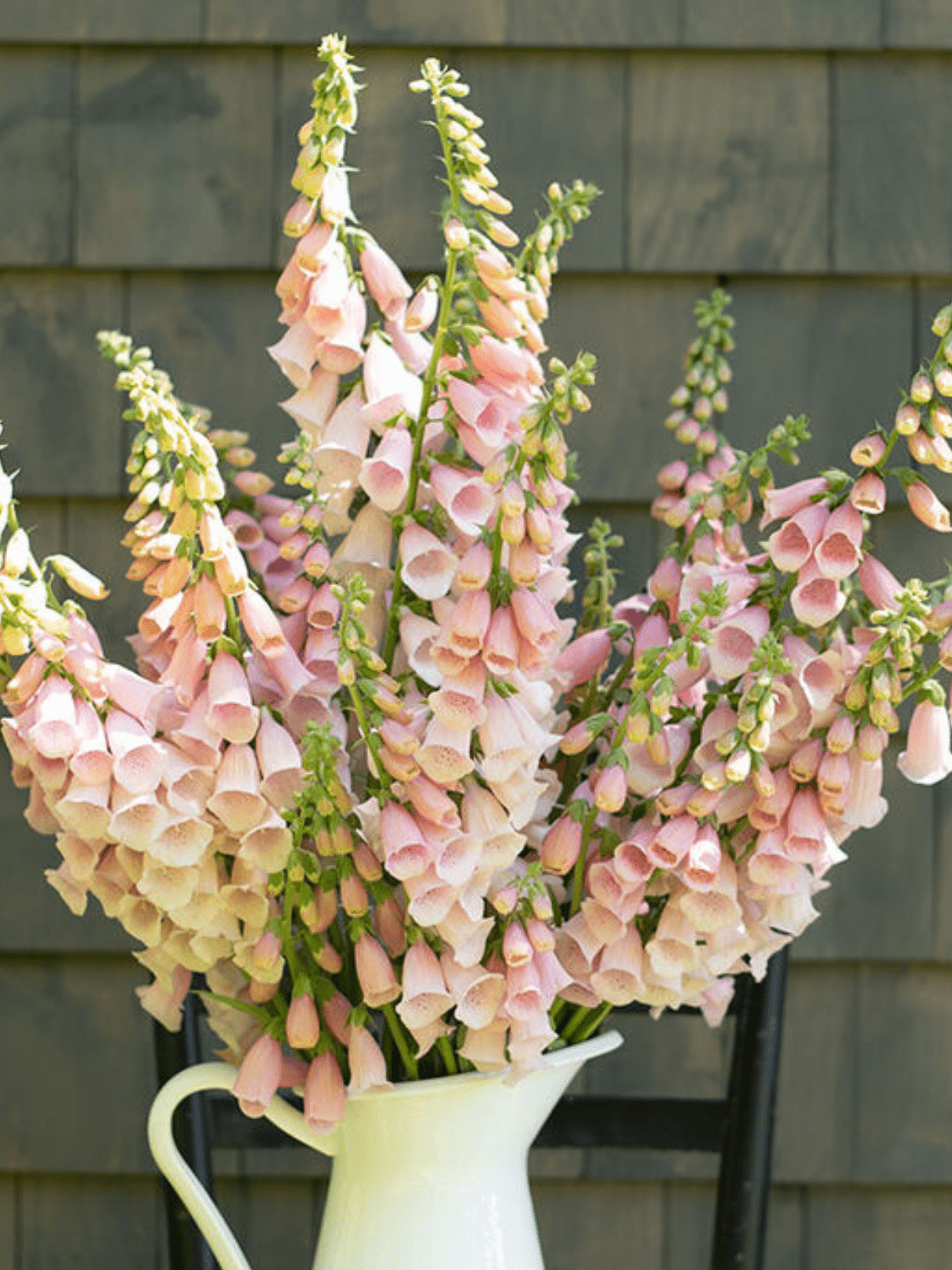 Fingerbøl 'Pink Gin' Seed 