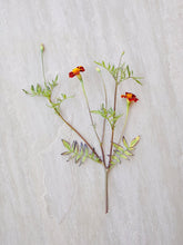 Indlæs billede til gallerivisning Fløjlsblomst &#39;Burning Embers&#39; Seed 
