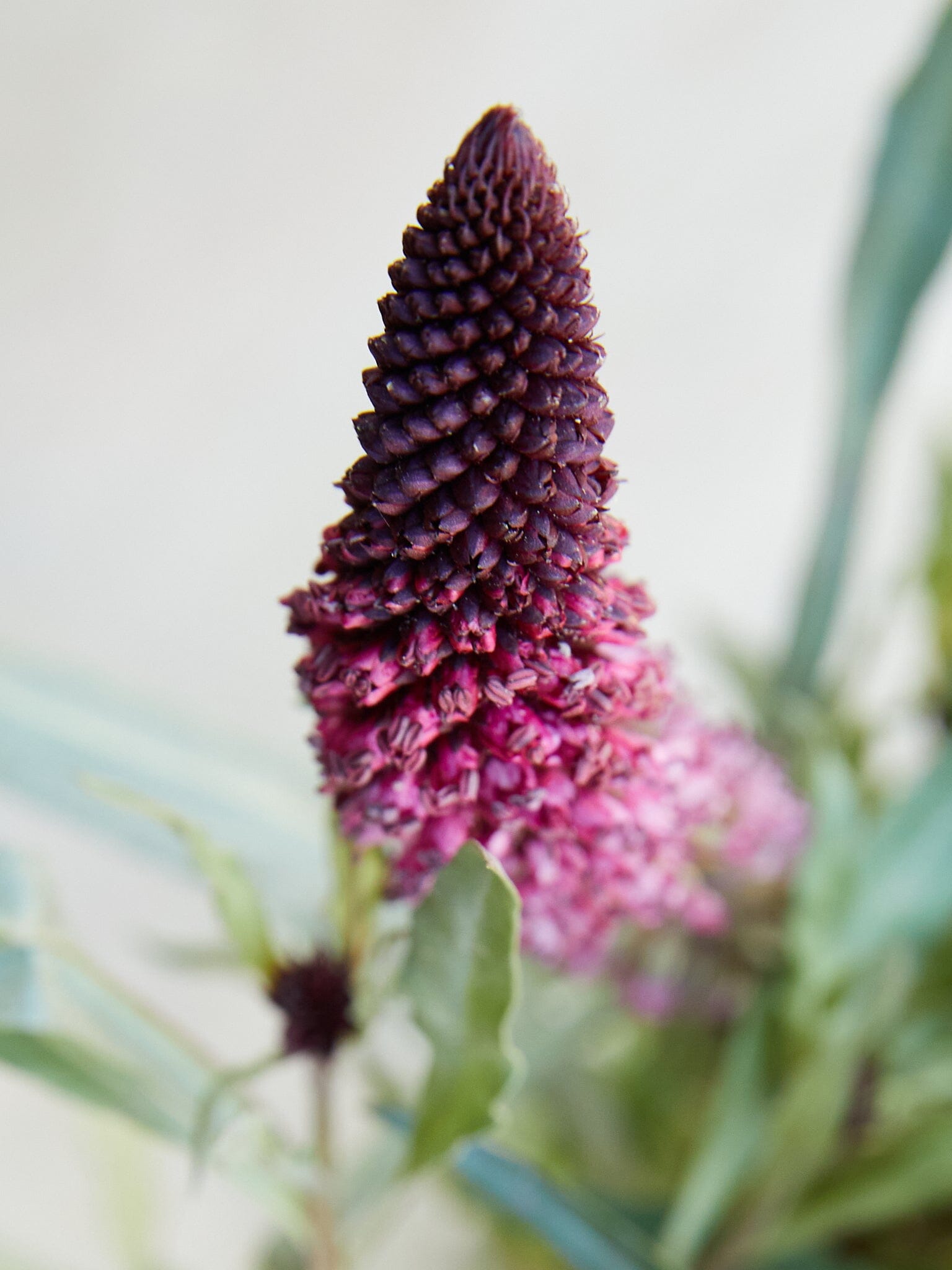 Purpurfredløs 'Beaujolais'