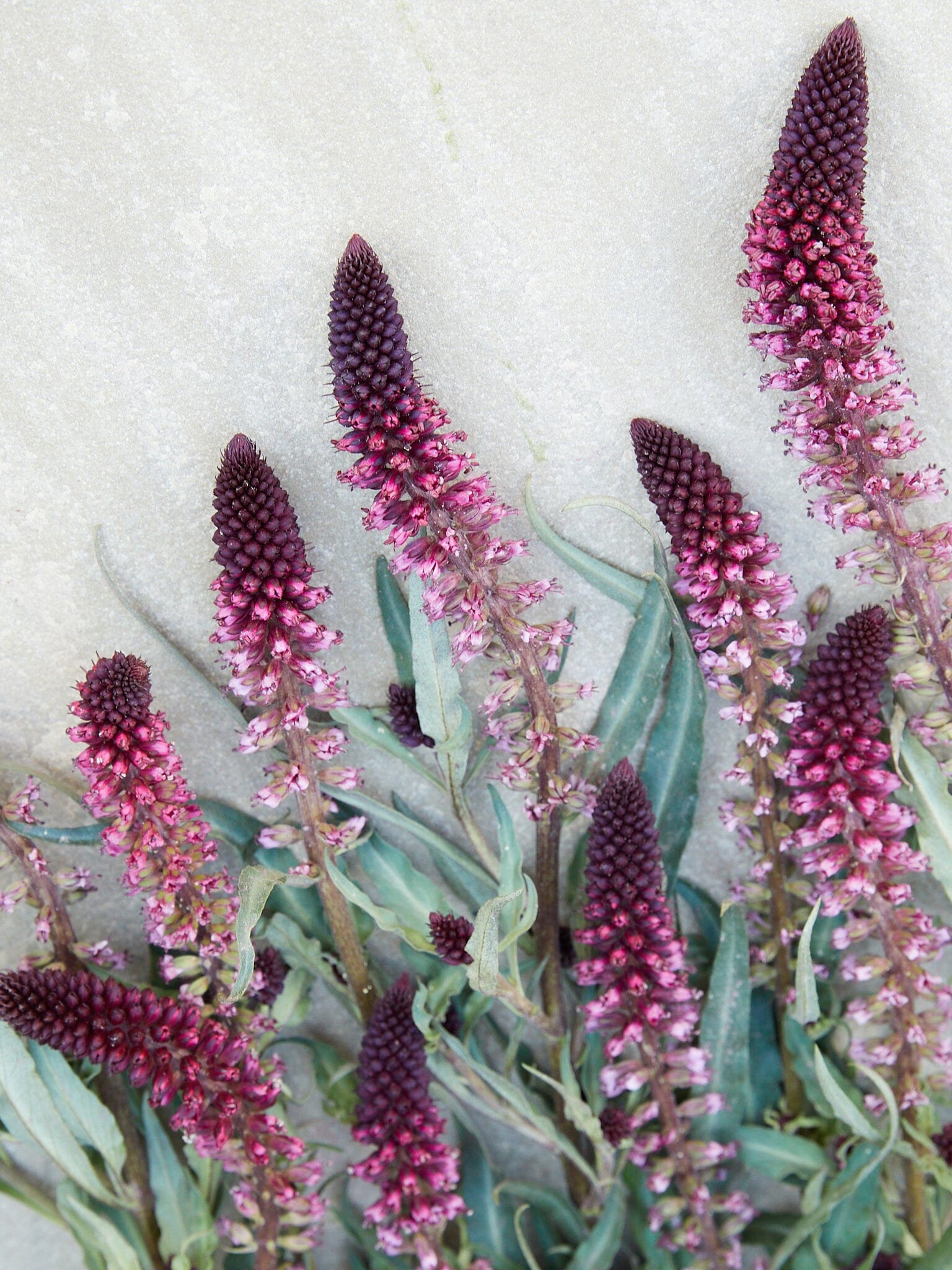 Purpurfredløs 'Beaujolais'