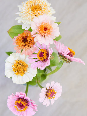 Frøkenhat 'Peaches & Cream' Seed 