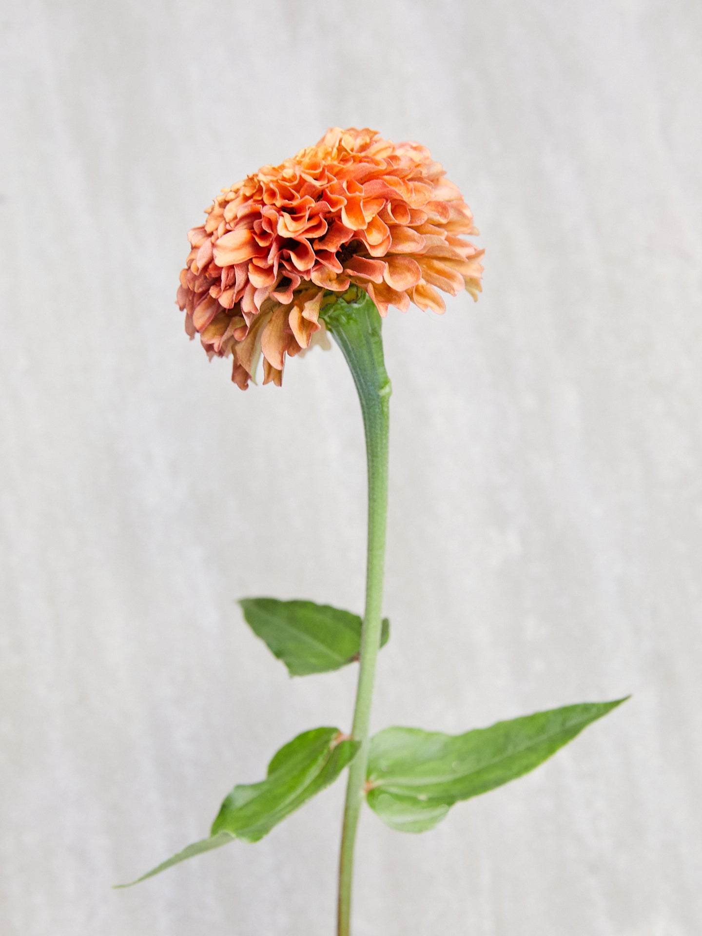 Frøkenhat 'Queen Lime Orange' Seed 