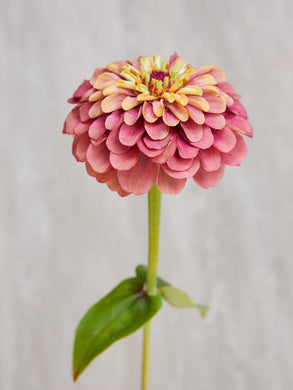 Frøkenhat 'Queen Red Lime' Seed 