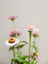 Indlæs billede til gallerivisning Frøkenhat &#39;Zinderella Lilac&#39; Seed 
