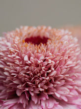 Indlæs billede til gallerivisning Frøkenhat &#39;Zinderella Lilac&#39; Seed 
