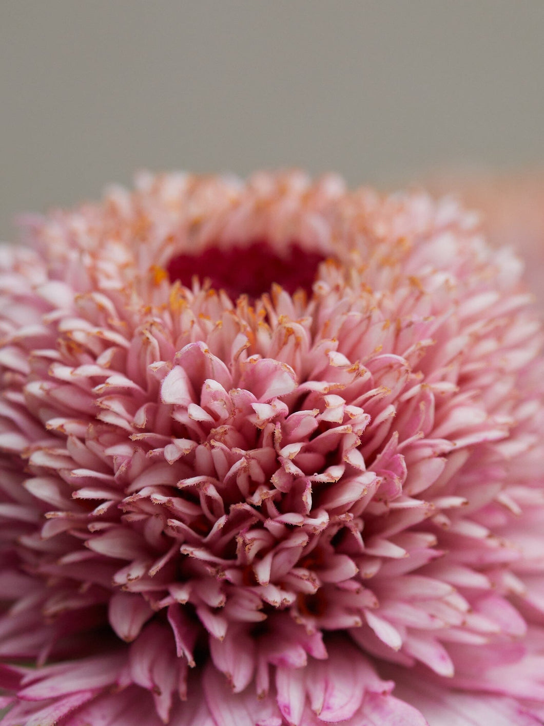 Frøkenhat 'Zinderella Lilac' Seed 