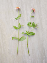 Indlæs billede til gallerivisning Frøkenhat &#39;Zinderella Peach&#39; Seed 
