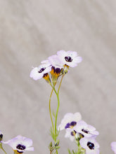 Indlæs billede til gallerivisning Gilia tricolor Seed 

