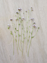 Indlæs billede til gallerivisning Gilia tricolor Seed 
