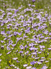 Indlæs billede til gallerivisning Gilia tricolor Seed 
