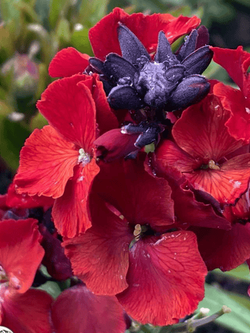 Gyldenlak 'Scarlet Emperor' Seed 