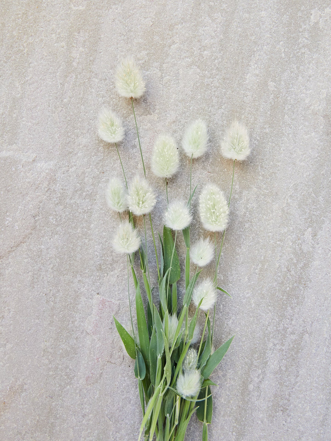 Harehale Seed 