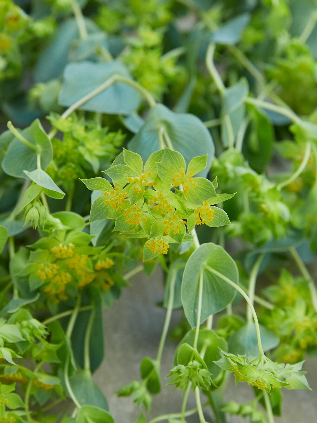 Hareøre 'Garibaldi' Seed 
