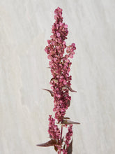 Indlæs billede til gallerivisning Havemælde &#39;Copper Plume&#39; Seed 
