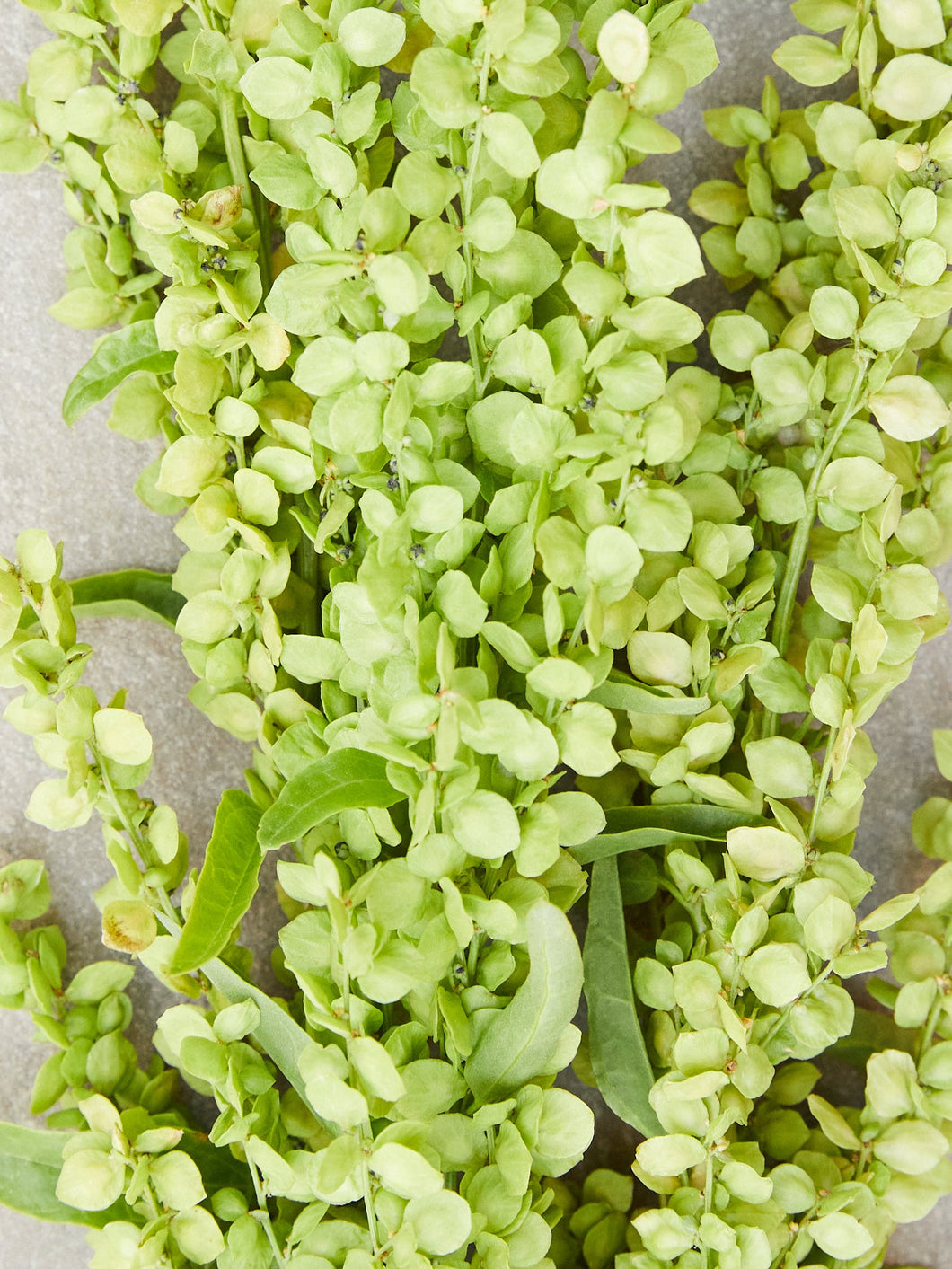 Havemælde 'Green Plume' Seed 