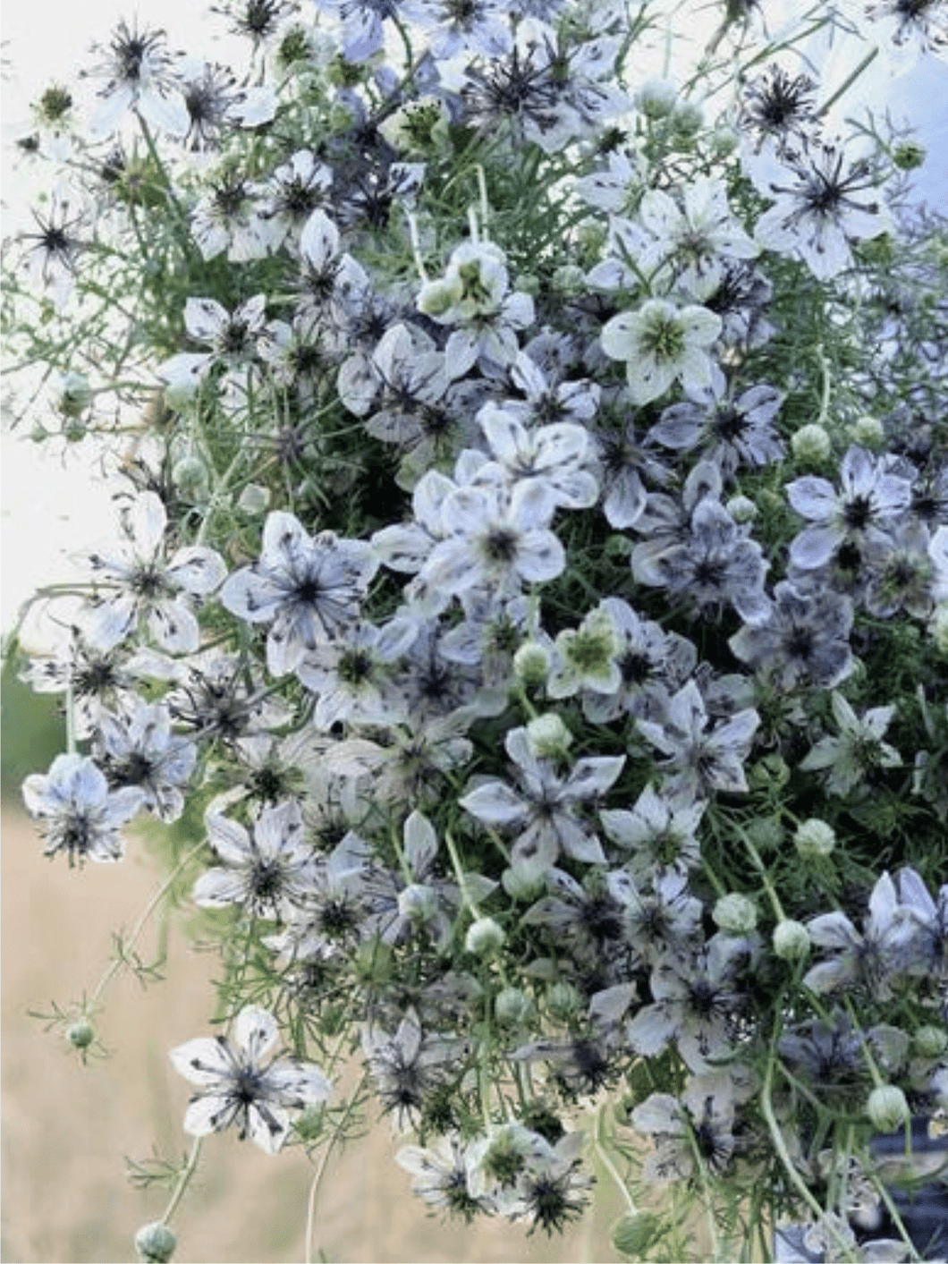 Jomfru i det grønne 'Delft Blue' Seed 