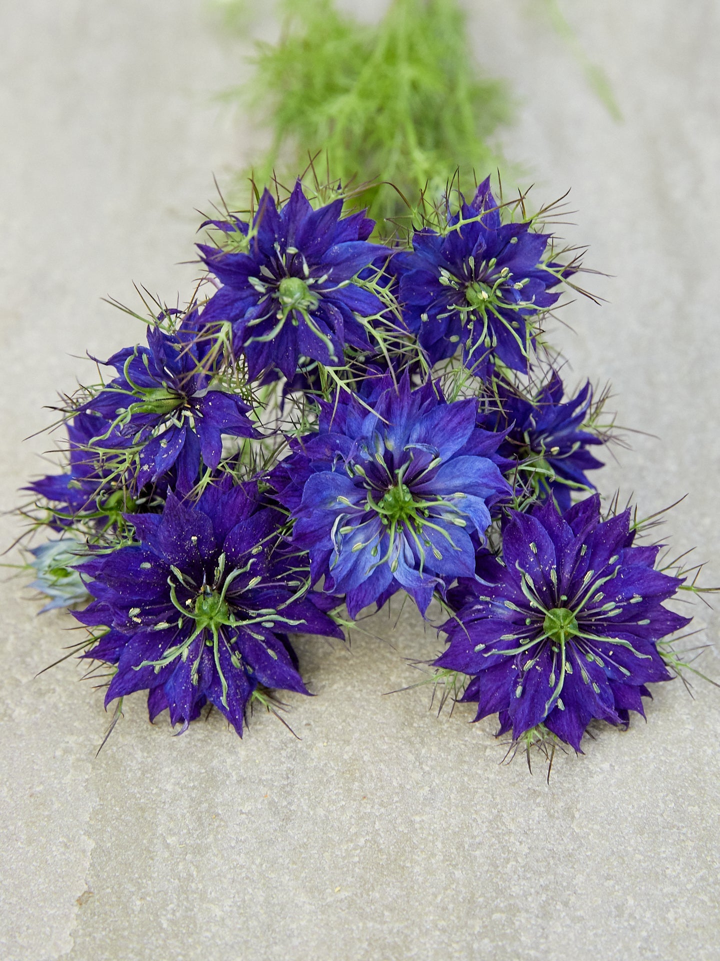 Jomfru i det grønne 'Miss Jekyll Dark Blue' Seed 