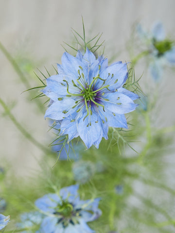 Jomfru i det grønne 'Miss Jekyll Skyblue'