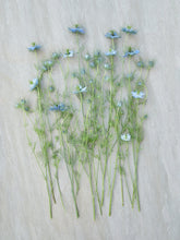 Indlæs billede til gallerivisning Jomfru i det grønne &#39;Miss Jekyll Skyblue&#39; Seed 
