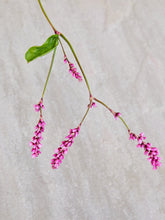 Indlæs billede til gallerivisning Kiss me over... Seed 
