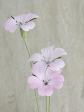 Indlæs billede til gallerivisning Klinte &#39;Light Rose&#39; Seed 
