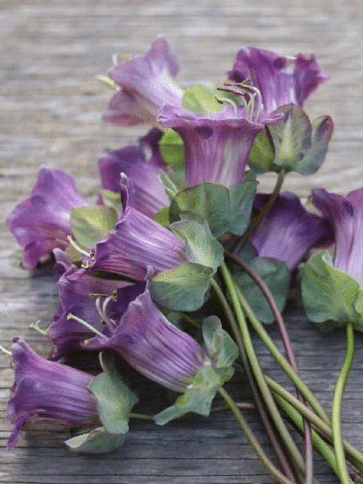 Klokkeranke 'Violet' Seed 