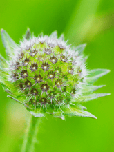 Indlæs billede til gallerivisning KNAUTIA &#39;Watercolours&#39; Seed 
