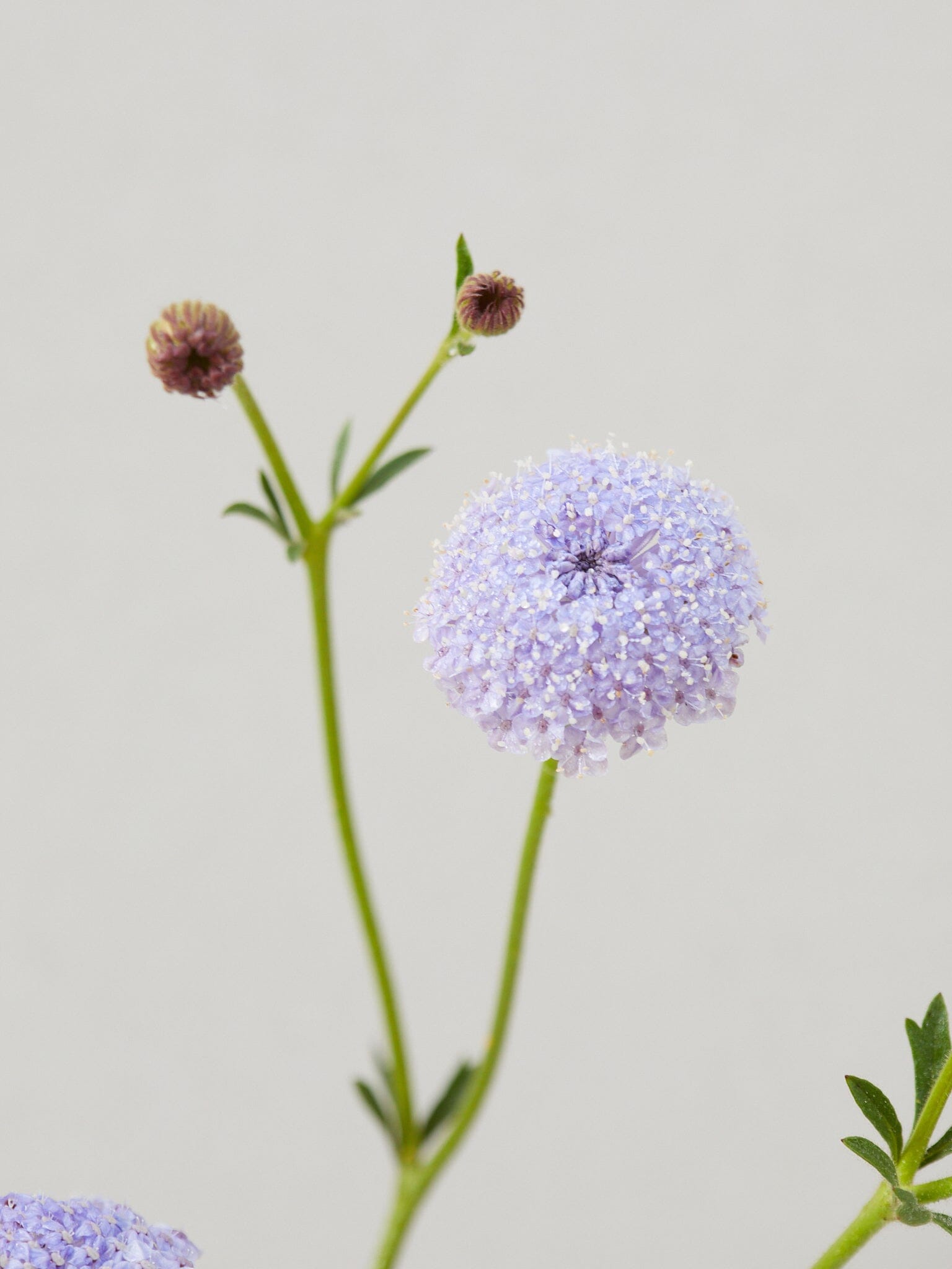 Kniplingeblomst 'Lace Blue' Seed 