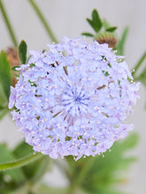 Indlæs billede til gallerivisning Kniplingeblomst &#39;Lace Blue&#39; Seed 
