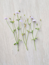 Indlæs billede til gallerivisning Kniplingeblomst &#39;Lace Blue&#39; Seed 
