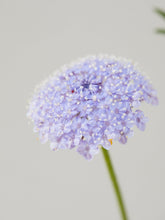 Indlæs billede til gallerivisning Kniplingeblomst &#39;Lace Blue&#39; Seed 
