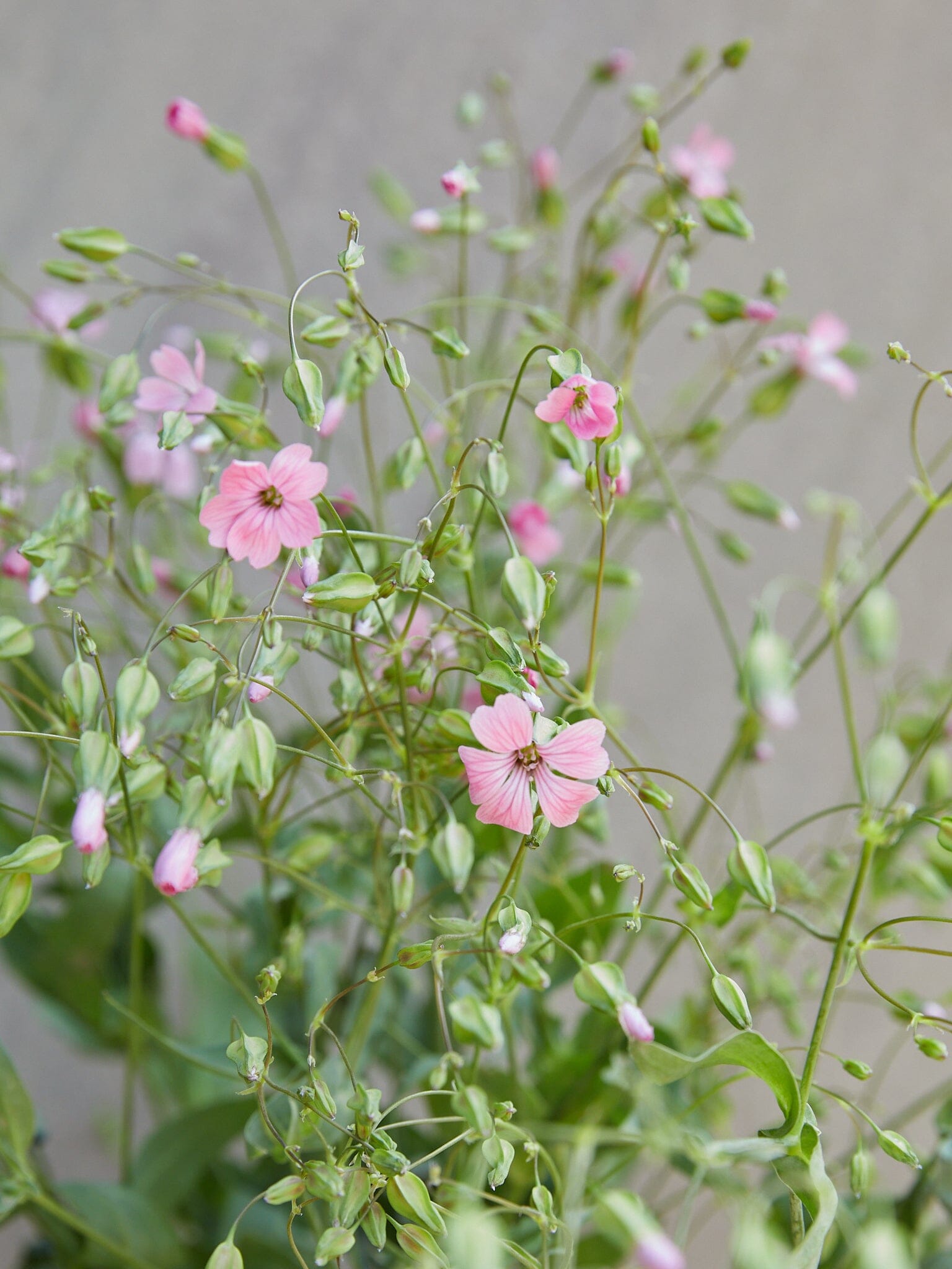 Konellike 'Pink Beauty' Seed 