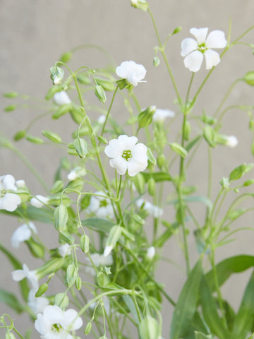 Konellike 'White Beauty' Seed 