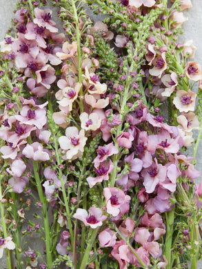 Kongelys 'Southern Charm' Seed 