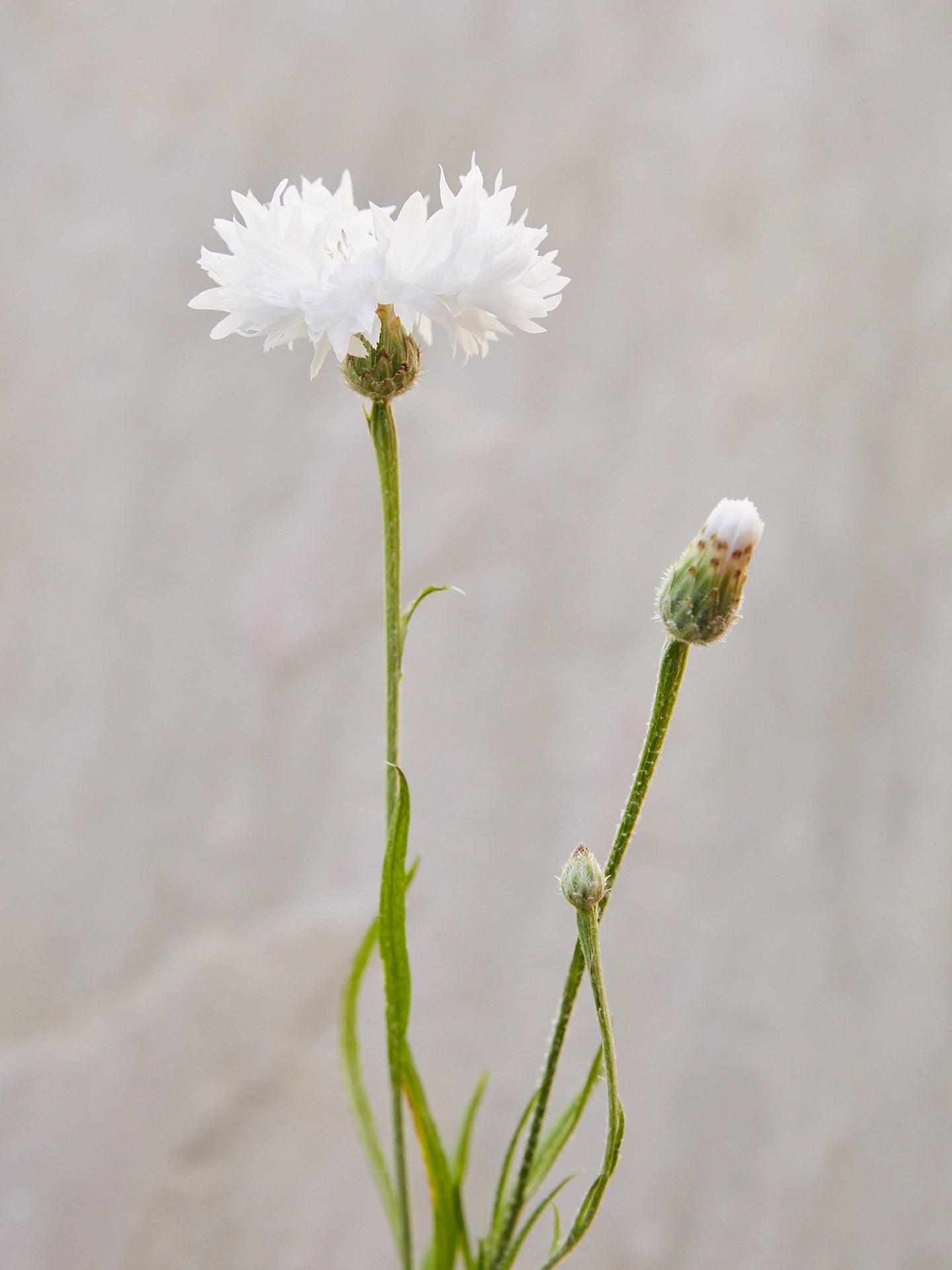 Kornblomst 'Ball White' Seed 