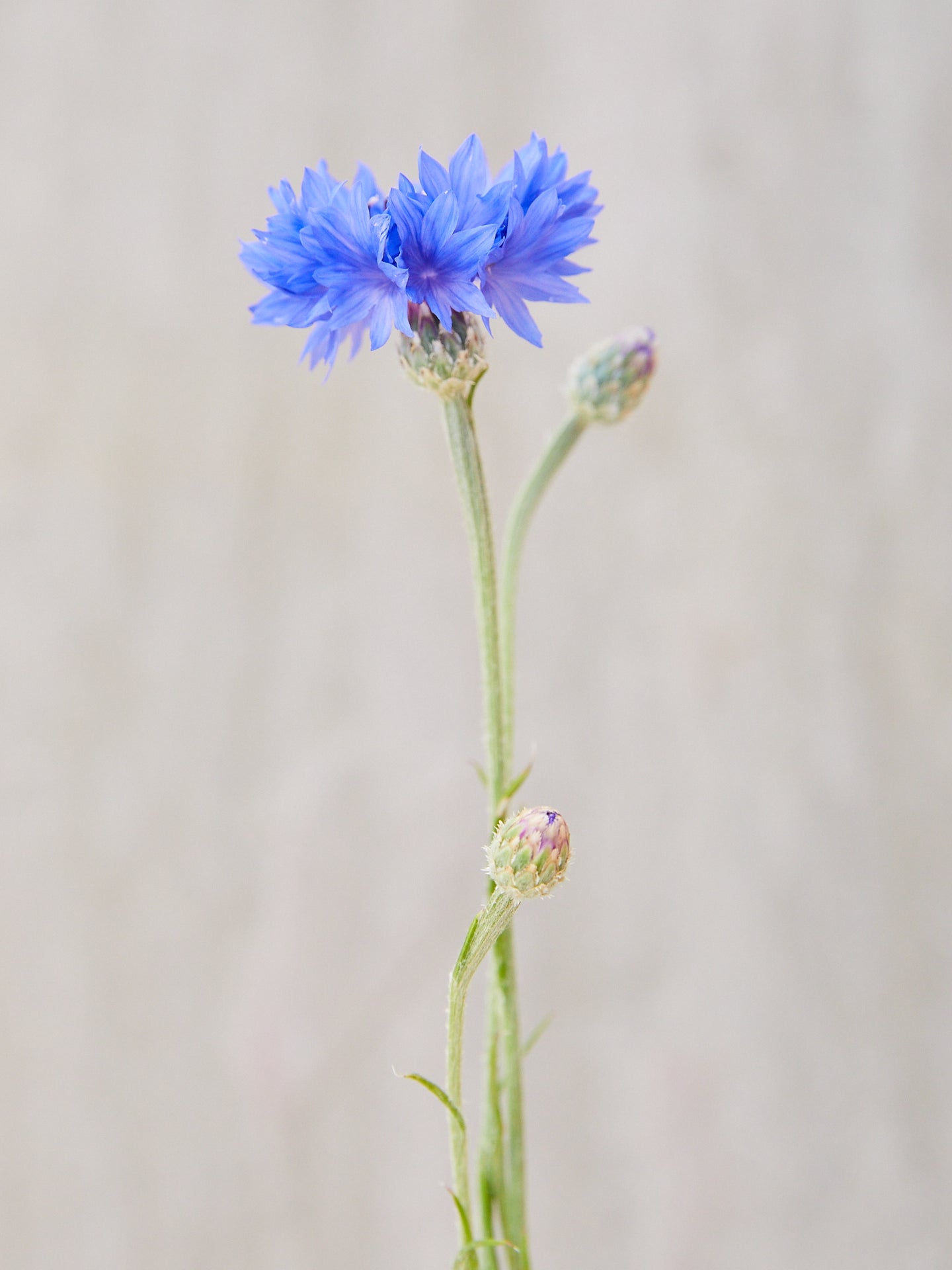 Kornblomst 'Blue Boy' Seed 