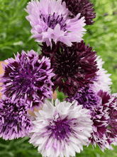 Indlæs billede til gallerivisning Kornblomst &#39;Classic Magic&#39; Seed 
