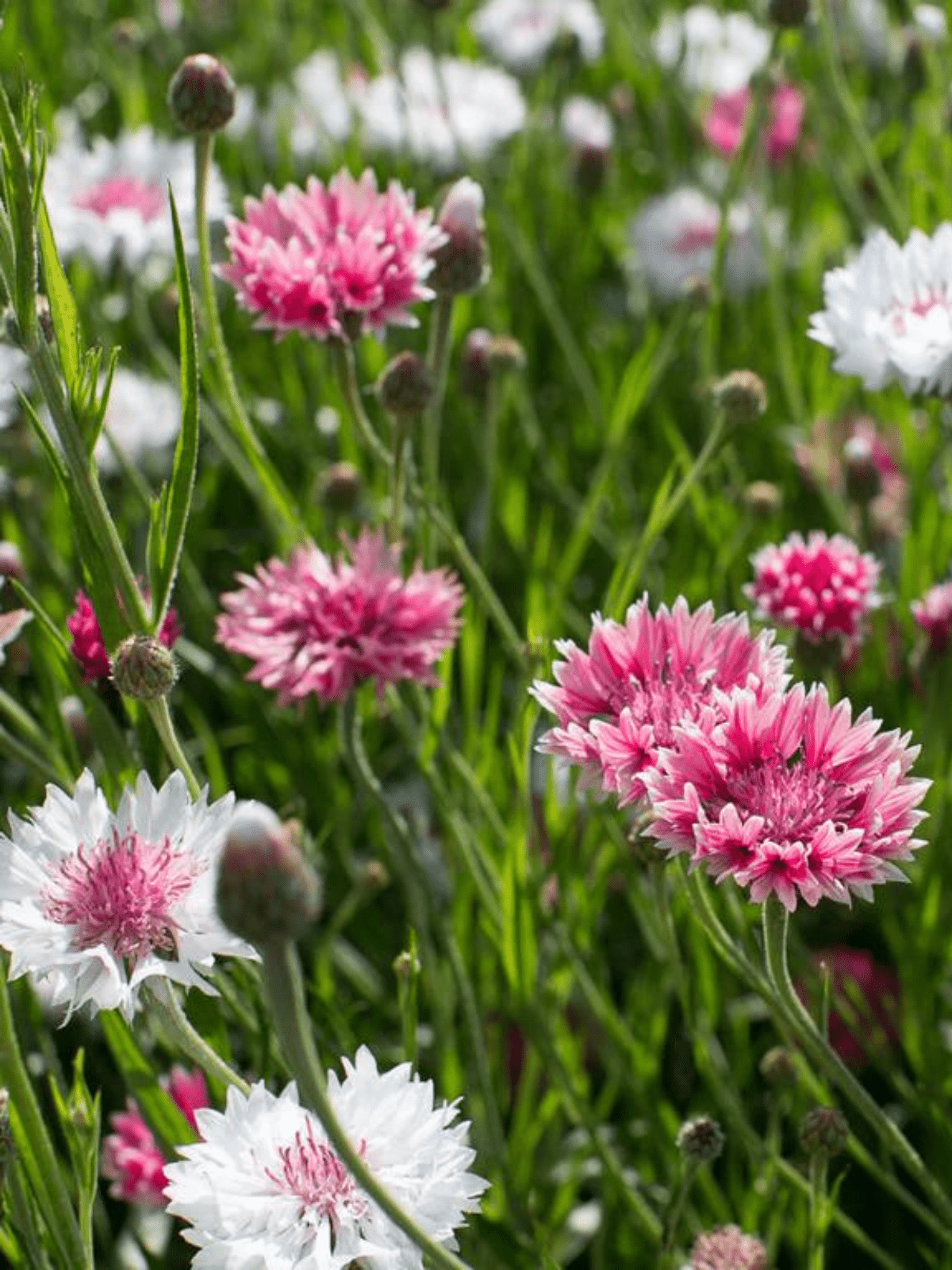 Kornblomst 'Classic Romantic' Seed 