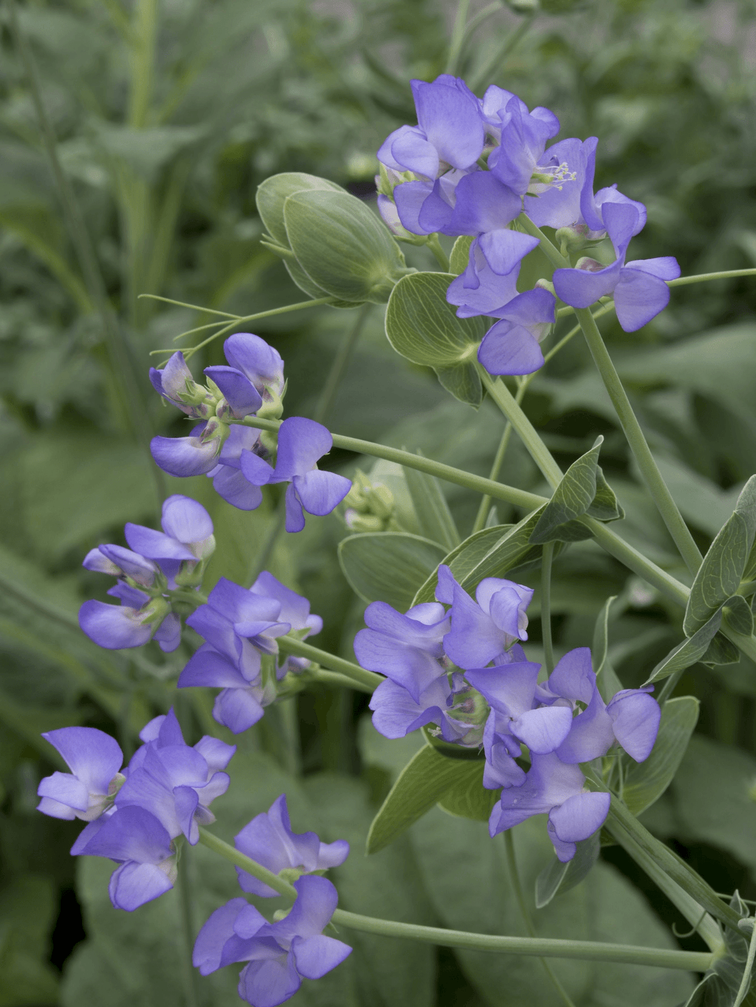 LATHYRUS 'Lord Anson's Blue Pea' Seed 