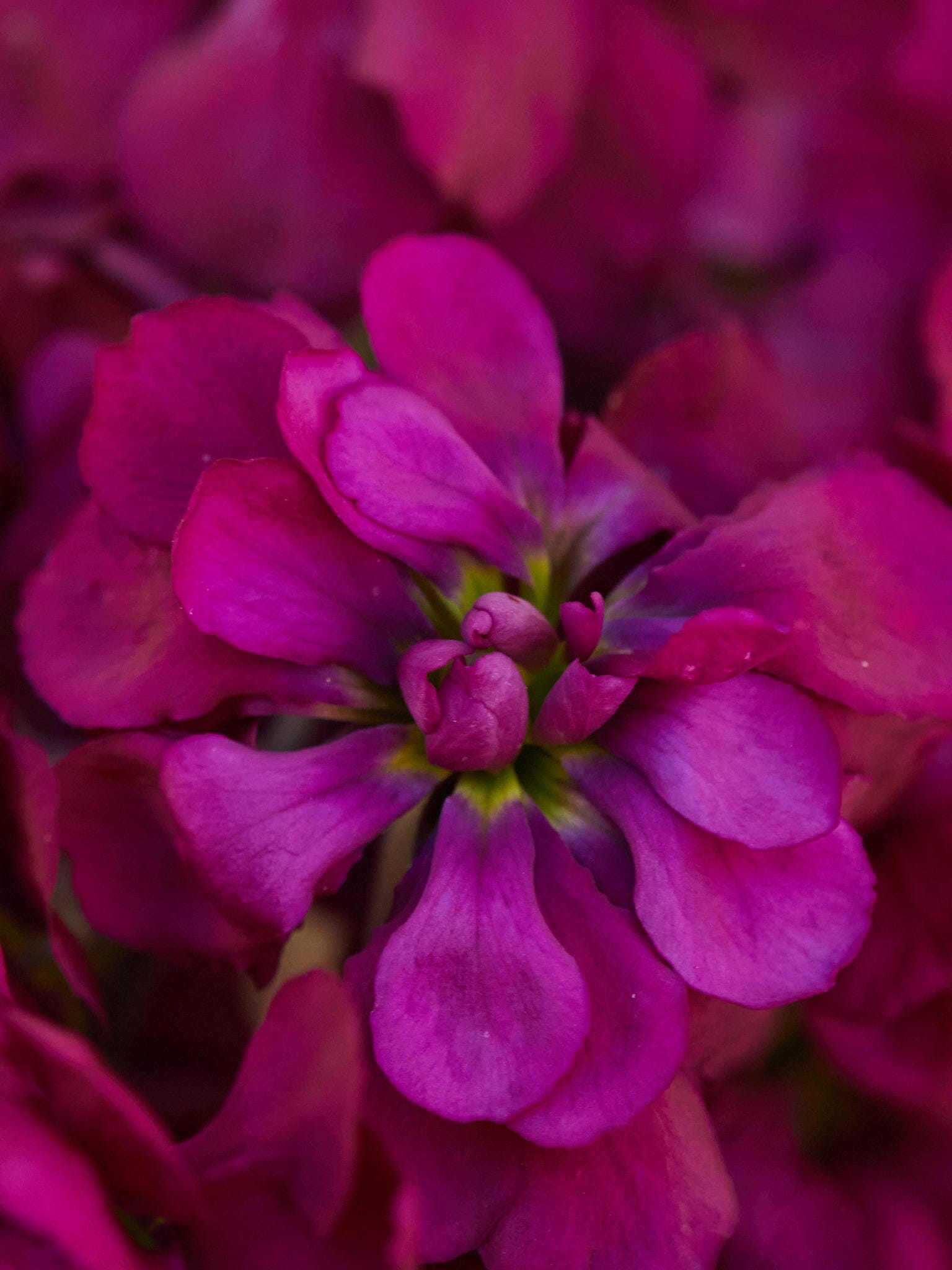 Levkøj 'Anytime Deep Purple' Seed 